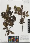 Foto von Salix mielichhoferi Saut.